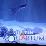 kids activities austin aquarium